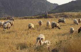 Ροδόπη: Αντιμέτωποι με τους λύκους και την ακρίβεια των ζωοτροφών οι κτηνοτρόφοι της Οργάνης