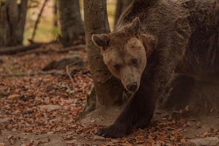 Φλώρινα: Τα 28α γενέθλιά του γιόρτασε ο Γιωργάκης — Ο «παππούς» αρκούδος του ΑΡΚΤΟΥΡΟΥ είναι πια υπέργηρος