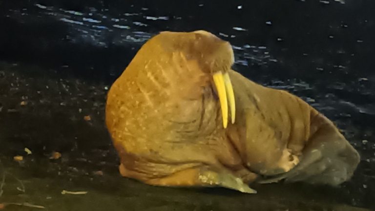 Γαλλία: Εντοπίστηκε θαλάσσιος ίππος στις ακτές της Νορμανδίας, χιλιάδες χιλιόμετρα μακριά από το φυσικό του περιβάλλον