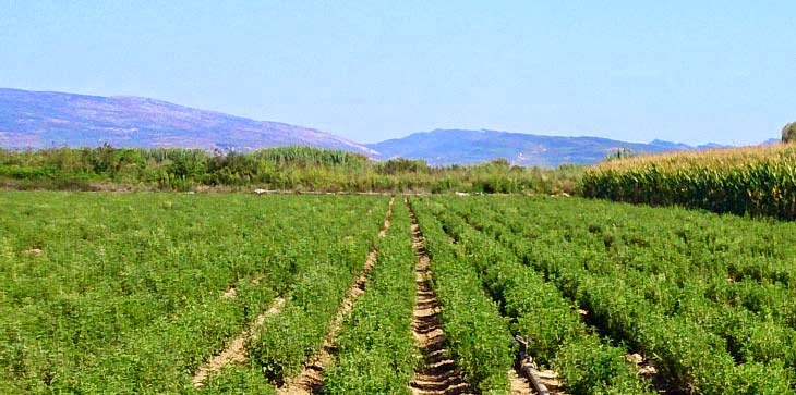 Αυξάνεται ο αριθμός των Νέων Αγροτών στη Θεσσαλία – Ως 40.000 ευρώ η ενίσχυση ανά δικαιούχο
