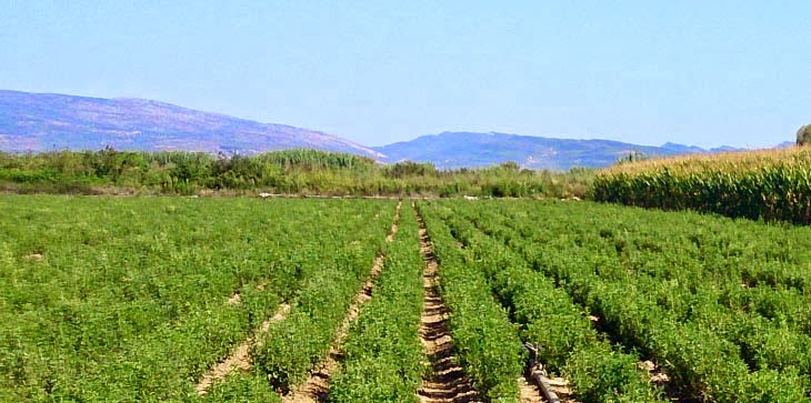 ΠΑΣΟΚ-ΚΙΝΑΛ: Σε ευρωπαϊκή εποπτεία ο ΟΠΕΚΕΠΕ – Άλλη μία απόδειξη της αποτυχίας της αγροτικής πολιτικής της κυβέρνησης