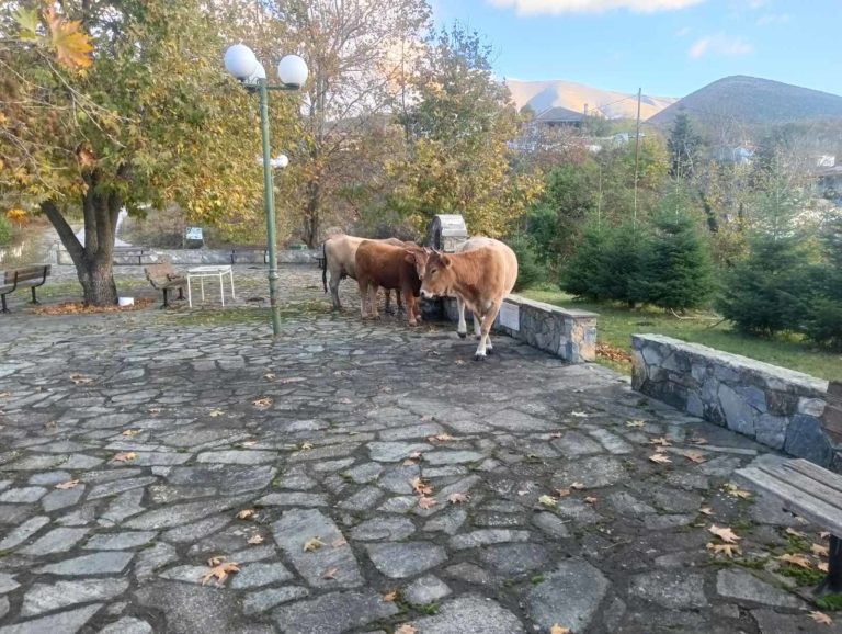 Βοοειδή στην πλατεία της Συκαμινέας Ελασσόνας