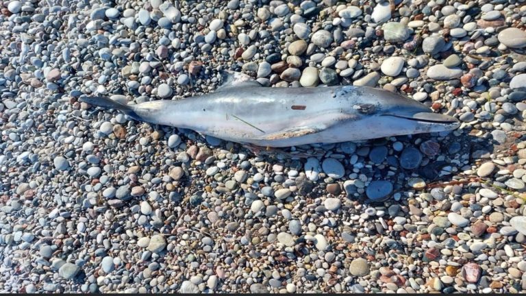 Νεογέννητο δελφίνι εκβράστηκε νεκρό σε παραλία της Ρόδου