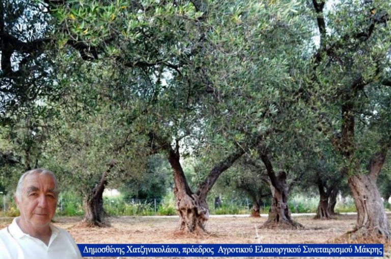 Συνεταιρισμός Ελαιοπαραγωγών Μάκρης: «Κρούσματα» πώλησης νοθευμένου ελαιολάδου