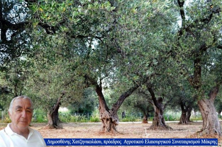 Αλεξανδρούπολη: Αύξηση στη  σοδειά των  ελαιοπαραγωγών