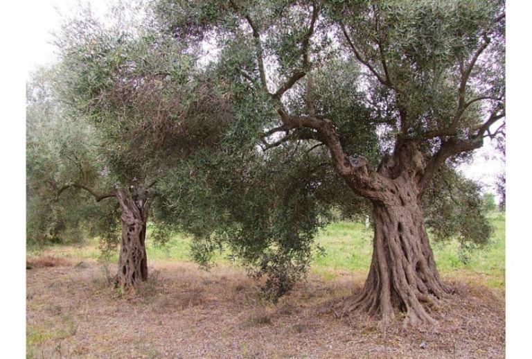 Μαρώνεια: η περιοχή με τα αρχαία ελαιόδεντρα