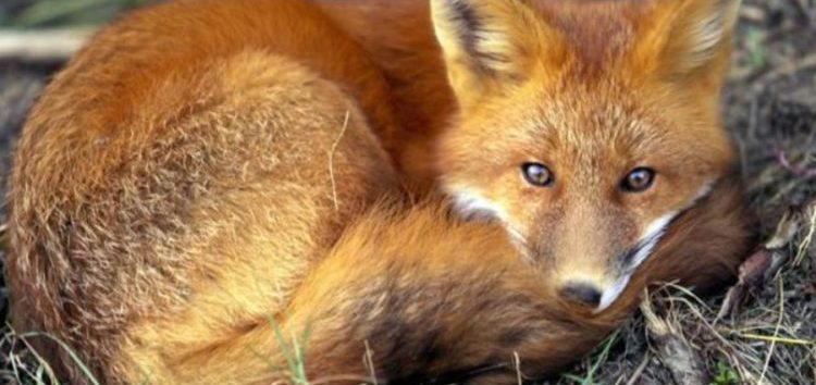 Φλώρινα: Έναρξη επιτήρησης εμβολιασμού αλεπούδων για τη λύσσα
