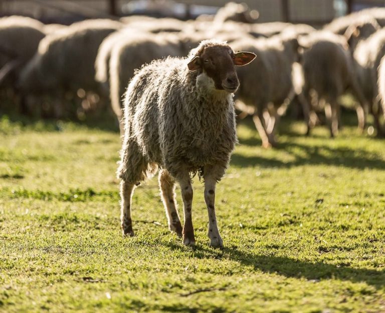Ήπειρος: Αλλαγές στο πρόγραμμα ενίσχυσης αυτόχθονων φυλών ζώων