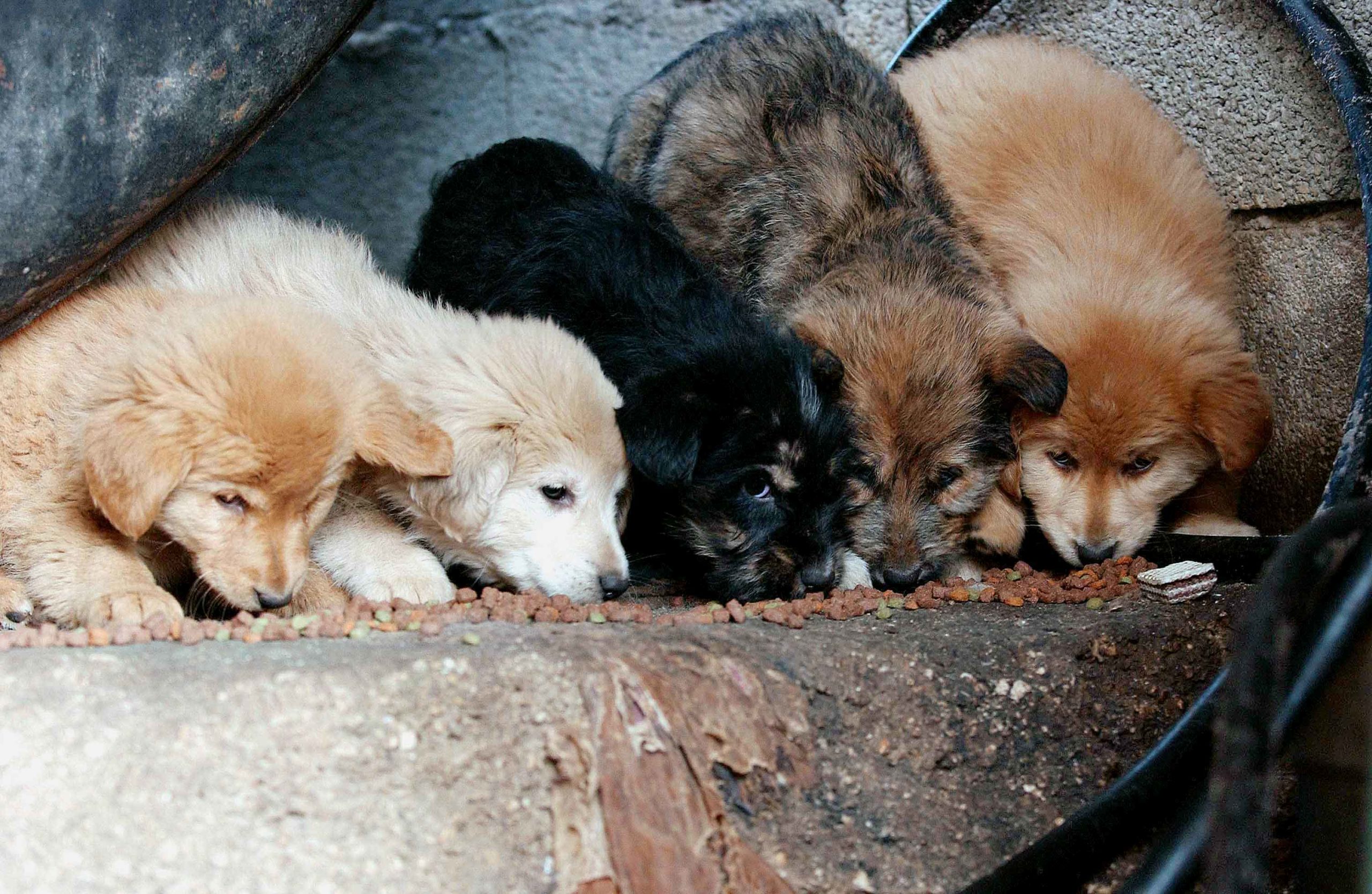 Ροδόπη- Α. Δημοτζίκης: Αντιμέτωποι με αγέλες αδέσποτων σκύλων κάτοικοι της Αμβροσίας και του Παλλαδίου