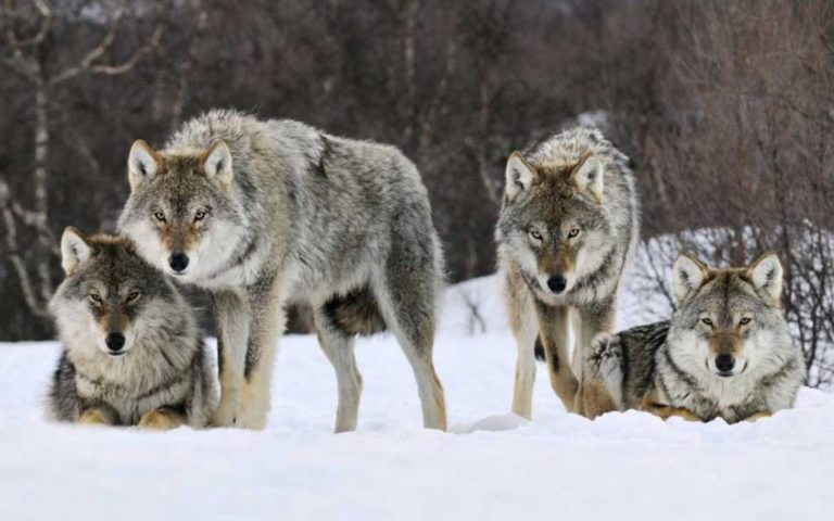 Αλεξανδρούπολη: Λύκοι κατασπαράσσουν κυνηγόσκυλα