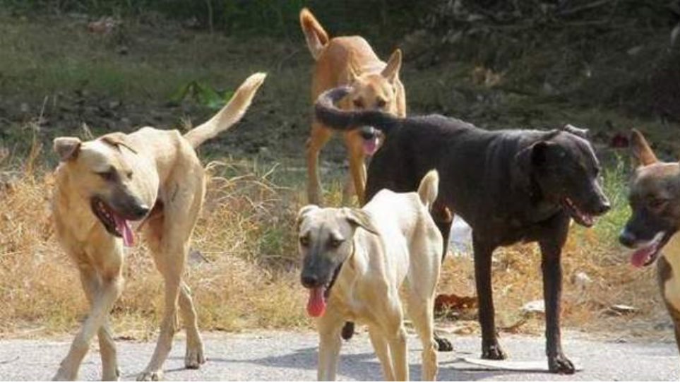 Συλλήψεις ιδιοκτητών σκύλου που επιτέθηκε και τραυμάτισε ανήλικη στο Ρέθυμνο