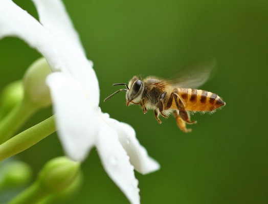 Δυτική Μακεδονία: Απογόρευση εφαρμογής φυτοφαρμάκων για την προστασία των μελισσών