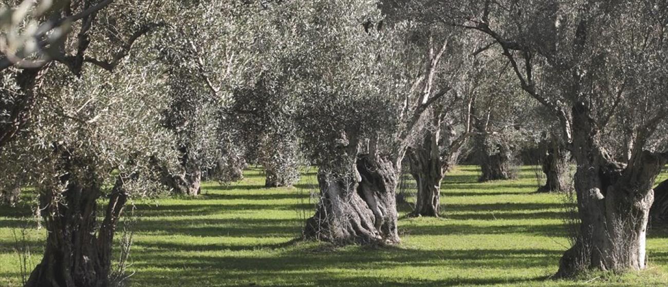 ΦΕΚ για τους ελαιοπαραγωγούς της Λέσβου ΦΕΚ για τους ελαιοπαραγωγούς της Λέσβου