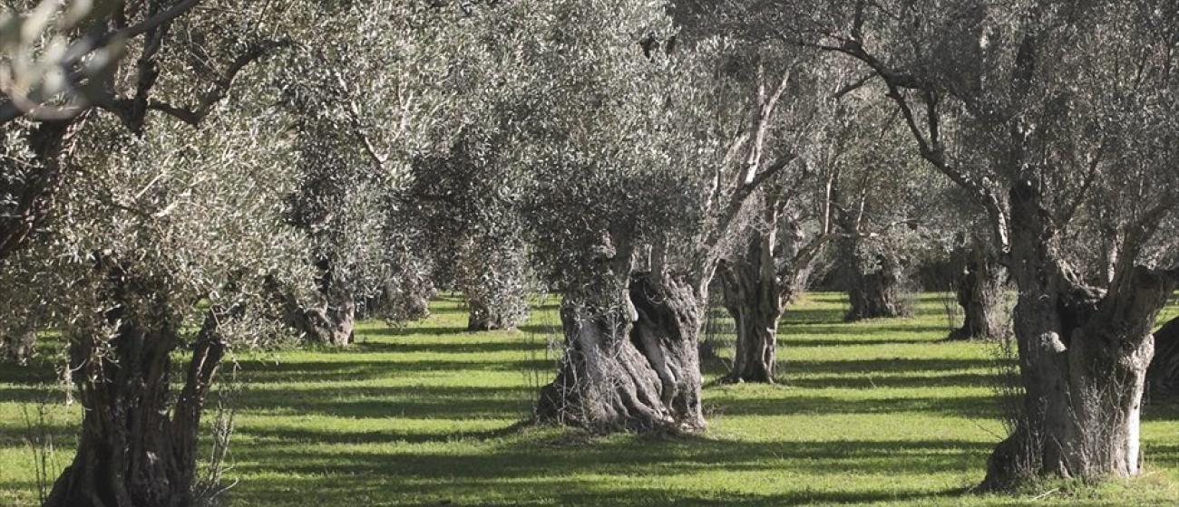 Λέσβος: Σε ΦΕΚ η αποζημίωση για την ακαρπία – 21 ευρώ το στρέμμα στους ελαιοπαραγωγούς