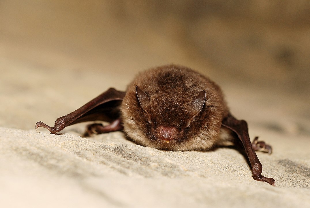 Μελέτη: Οι νυχτερίδες έχουν εντυπωσιακό φωνητικό εύρος και τα γρυλίσματά τους θυμίζουν death metal