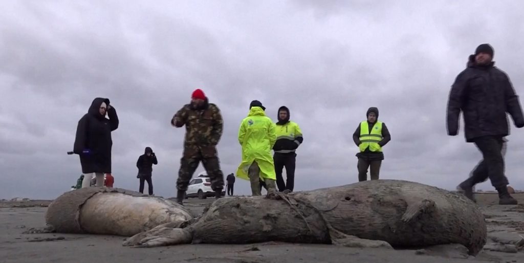 Ρωσία: Πάνω από 2.500 φώκιες ξεβράστηκαν νεκρές στις ακτές της Κασπίας