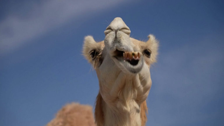 Κατάρ: Τα καλλιστεία καμήλας που «επισκιάζουν» το Παγκόσμιο Κύπελλο (video)