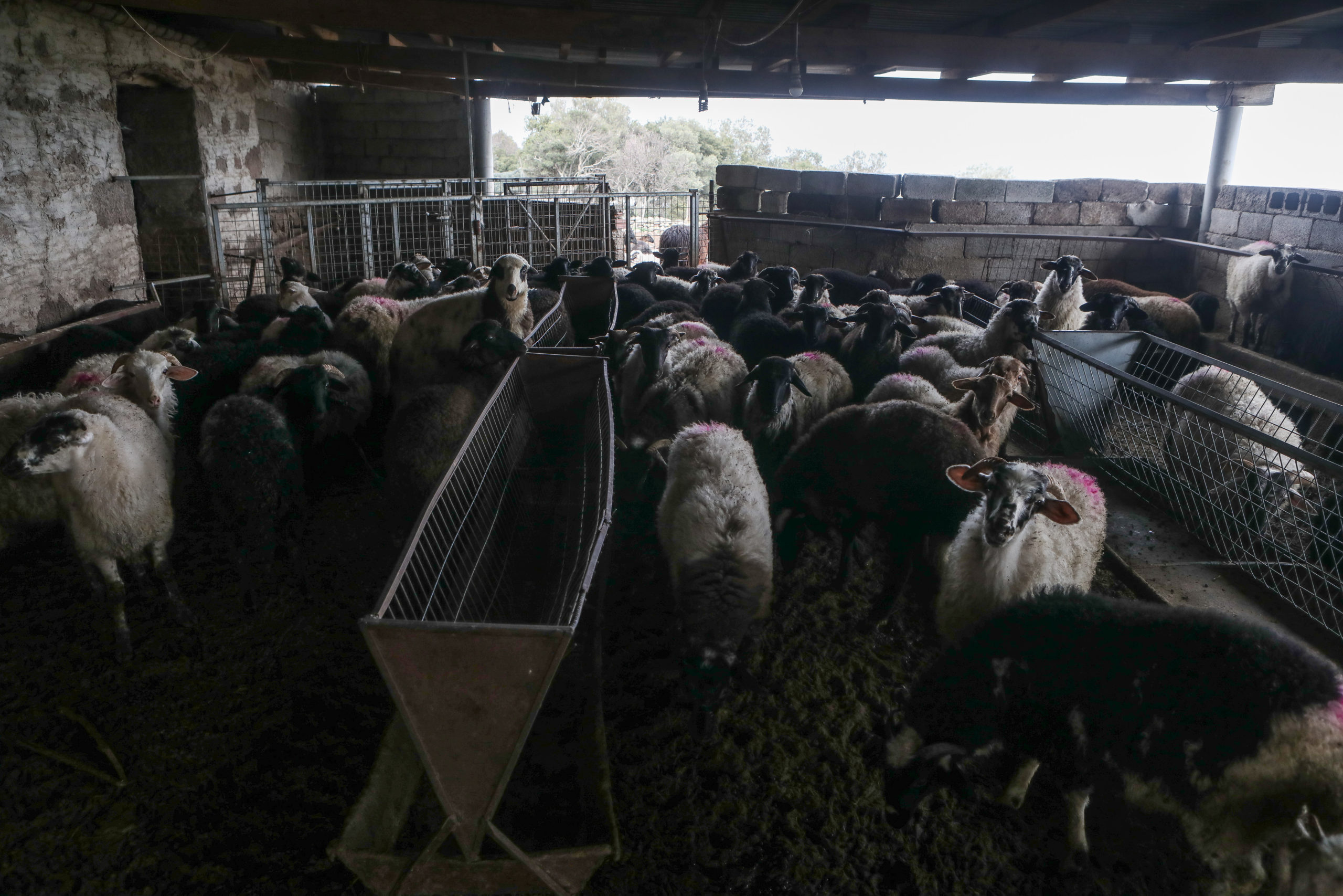 Παράταση της προθεσμίας ίδρυσης και λειτουργίας κτηνοτροφικών εγκαταστάσεων