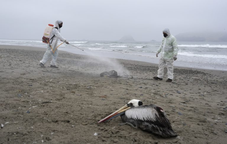 Περού: Νεκρά τουλάχιστον 22.000 θαλασσοπούλια εξαιτίας της γρίπης των πτηνών