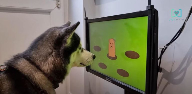 Βρετανία: Startup αναπτύσσει βιντεοπαιχνίδια για… σκύλους