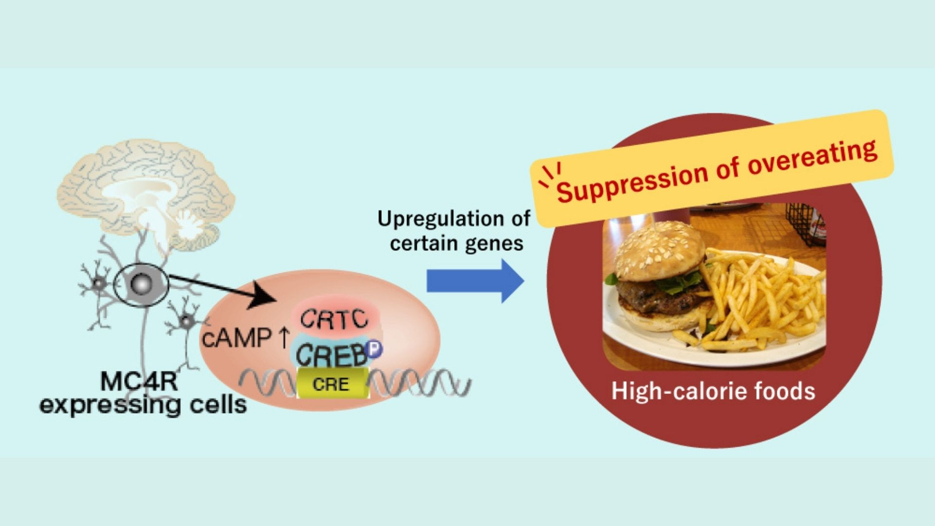 Μελέτη αποκαλύπτει τον μηχανισμό του γονιδίου της παχυσαρκίας
