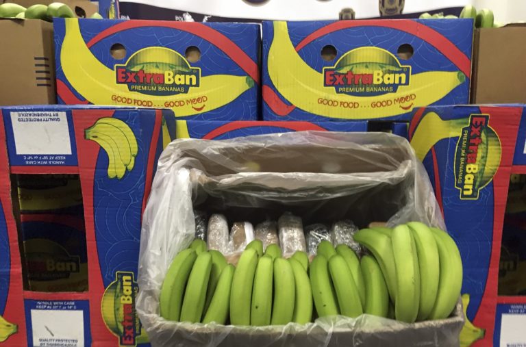 Ολλανδία: Κατασχέθηκε κοκαΐνη αξίας 95 εκατομμυρίων, κρυμμένη σε κοντέινερ με μπανάνες