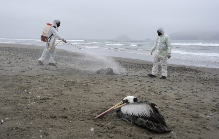 Χιλή: Πελεκάνους χτυπά τώρα η γρίπη των πτηνών και τα κρούσματα H5N1 εξαπλώνονται στη Ν. Αμερική