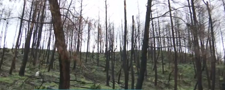 Βόρεια Εύβοια: Πάνω από 1.000 θέσεις εργασίας χάθηκαν λόγω της πυρκαγιάς του 2021