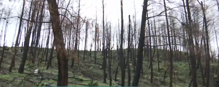 Βόρεια Εύβοια: Πάνω από 1.000 θέσεις εργασίας χάθηκαν λόγω της πυρκαγιάς του 2021