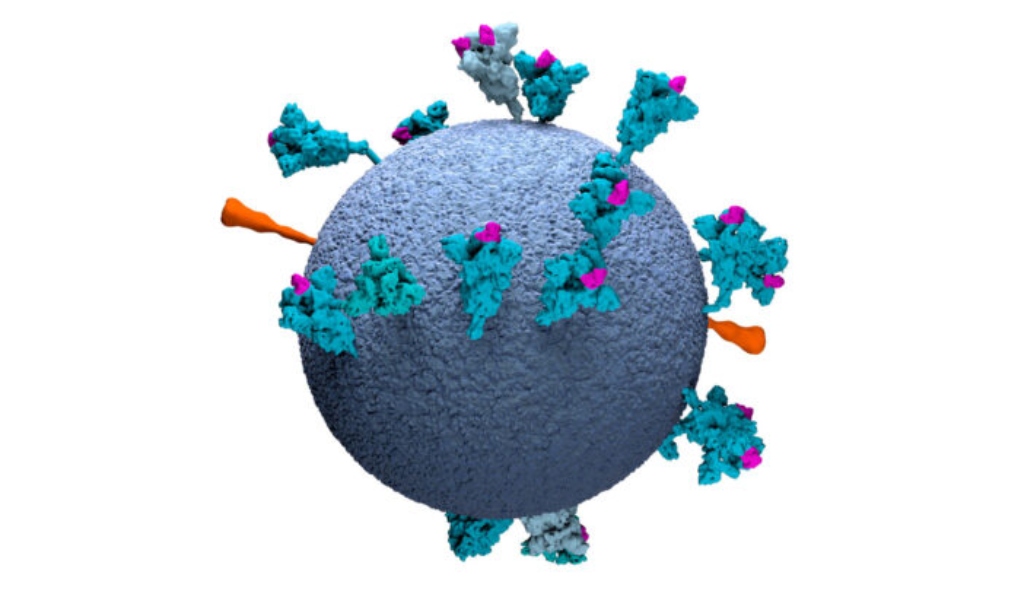 Θα μπορούσε η πρωτεΐνη ακίδα του SARS-CoV-2 να είναι το «κλειδί» για τη θεραπεία του καρκίνου;
