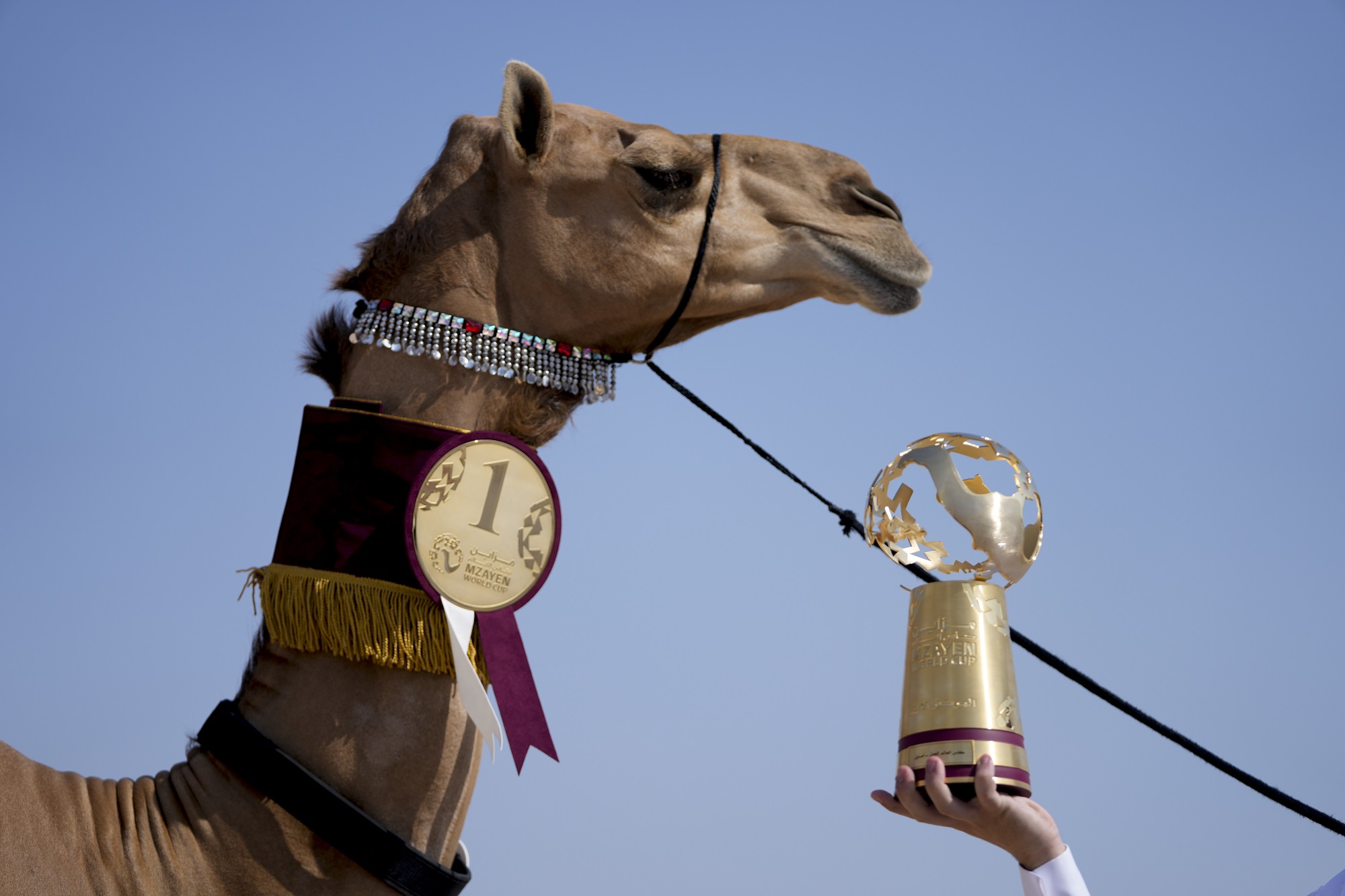 Συναγερμός για τη «γρίπη της καμήλας» μετά το Μουντιάλ-Πιο θανατηφόρα από τη Covid-19