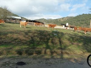 Ασφαλτόστρωση του δρόμου Αγριελιάς – Βλαχογιαννίου ζητούν κάτοικοι και κτηνοτρόφοι