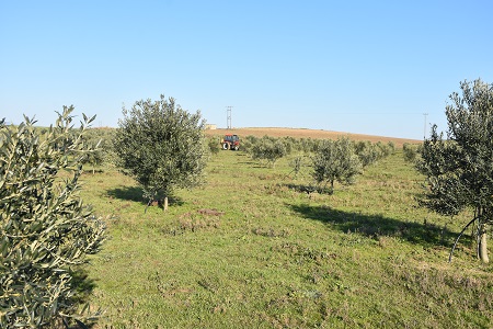 Ροδόπη: Ικανοποιητικά κλείνει η χρονιά για τους ελαιοπαραγωγούς