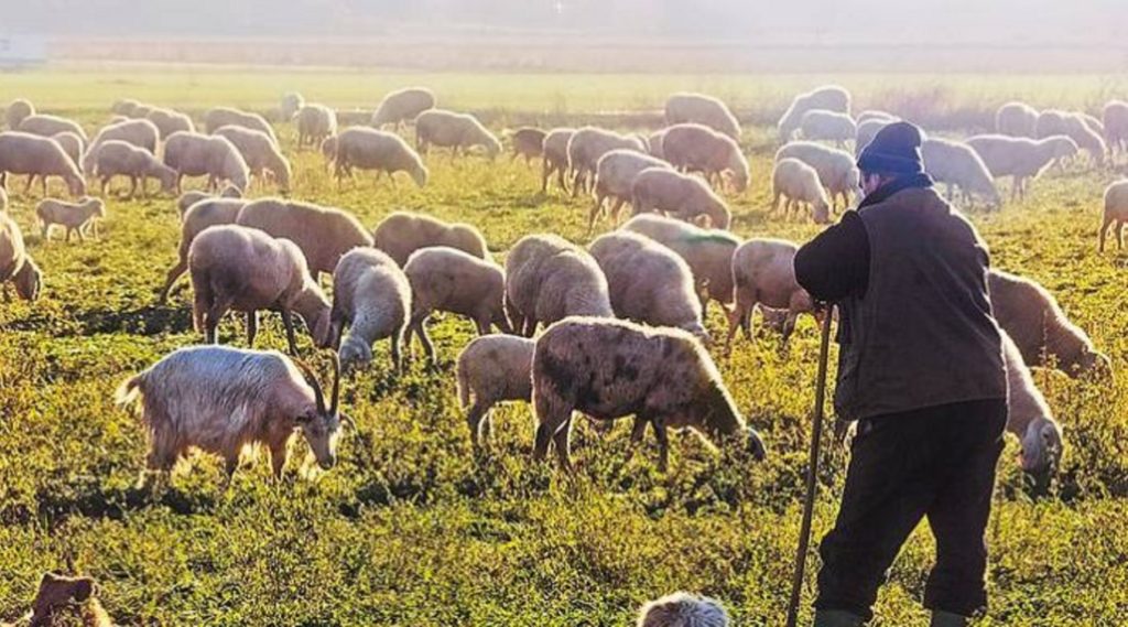ΟΠΕΚΕΠΕ: Υποβολή ενστάσεων από τους μετακινούμενους κτηνοτρόφους της Θεσσαλίας