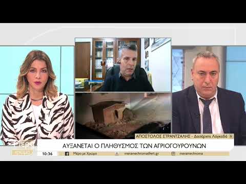 Θεσσαλονίκη: Μάστιγα οι ορδές αγριογούρουνων που κυκλοφορούν ανενόχλητα στο κέντρο του Λαγκάδα