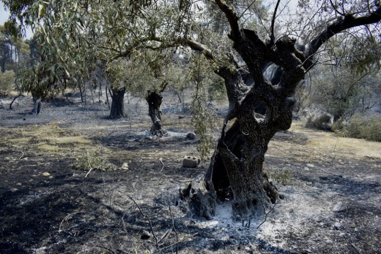 Ηλεία: Καταβάλλονται αποζημιώσεις 5,2 εκατ. ευρώ για την αγροτική παραγωγή