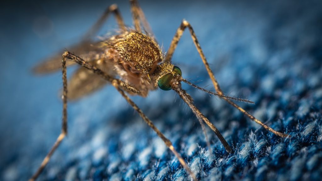 ΠΟΥ: Το 2021 μειώθηκαν οι θάνατοι από ελονοσία, αλλά οι προσπάθειες για την εξάλειψη της πρέπει να ενταθούν