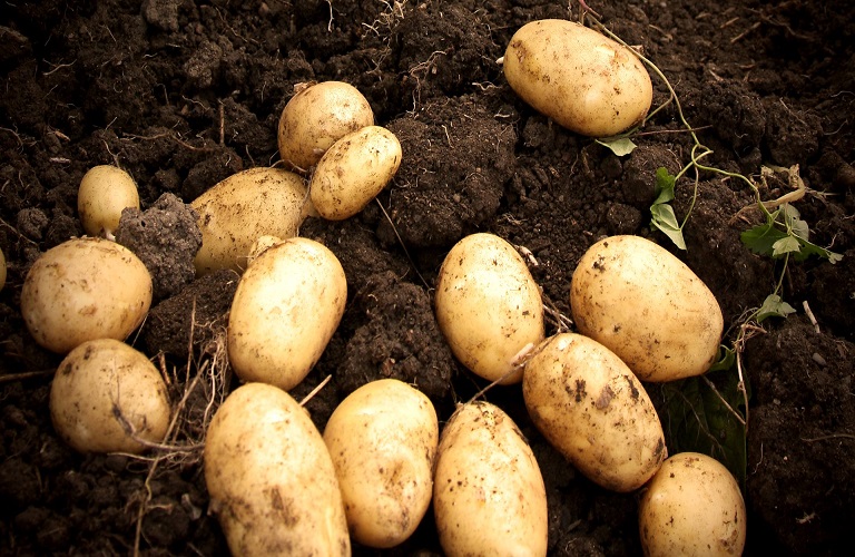 Ροδόπη: Κινδυνεύει να χαθεί η παραδοσιακή ποικιλία της πατάτας στη Μυρτίσκη