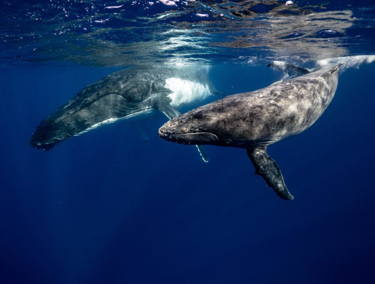Έρευνα: Πώς οι φάλαινες μπορούν να βοηθήσουν στην καταπολέμηση της κλιματικής αλλαγής