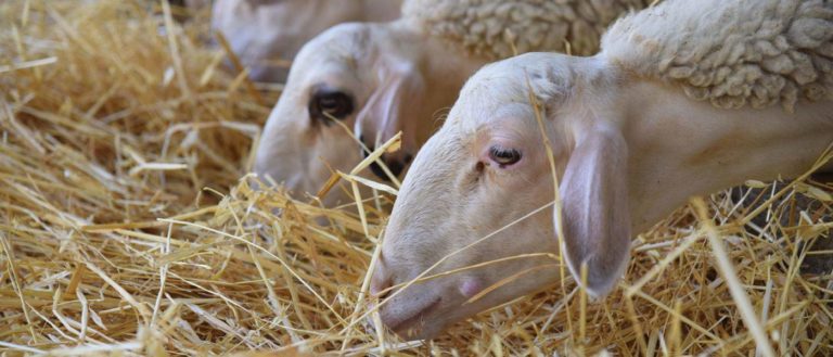 Δήμος Ανατολικής Σάμου: Διανομή ζωοτροφών  στους κτηνοτρόφους