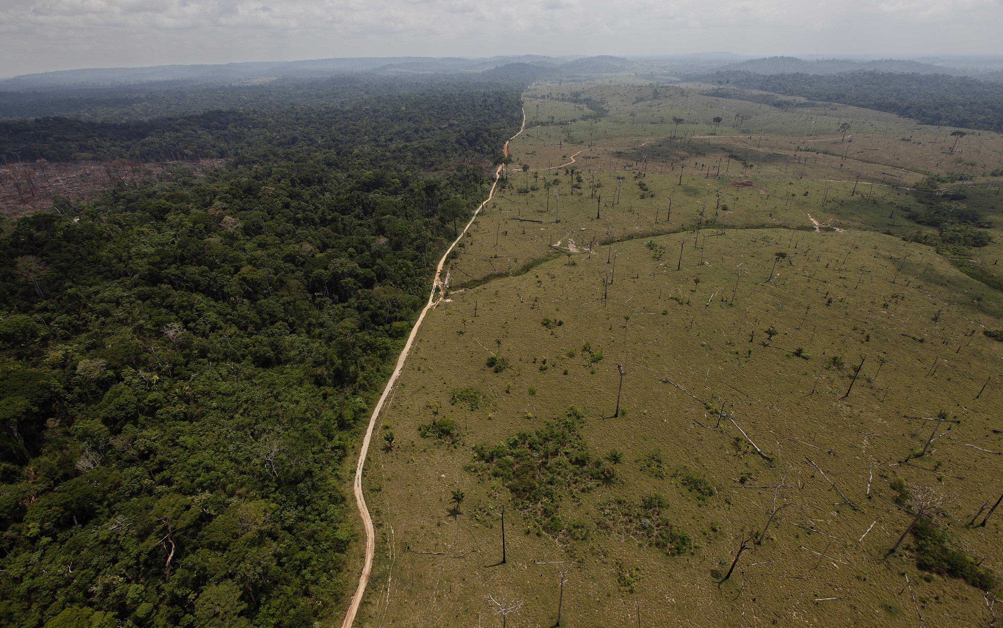 Βραζιλία: Η αποψίλωση των δασών της σαβάνας Cerrado αυξήθηκε κατά 25% σε ένα χρόνο