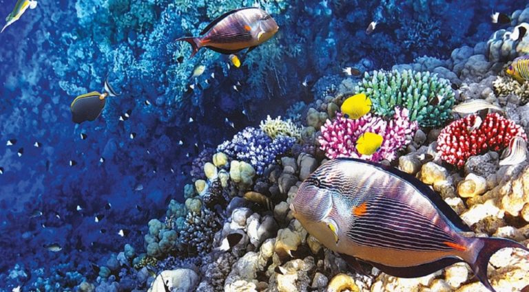 Μεσόγειος και Αιγαίο θάλασσες σπάνιας βιοποικιλότητας