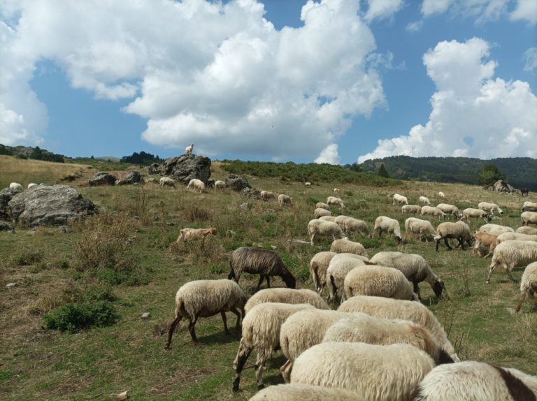 Ανοίγει η πλατφόρμα για έκτακτη ενίσχυση 89 εκατ. ευρώ σε κτηνοτρόφους