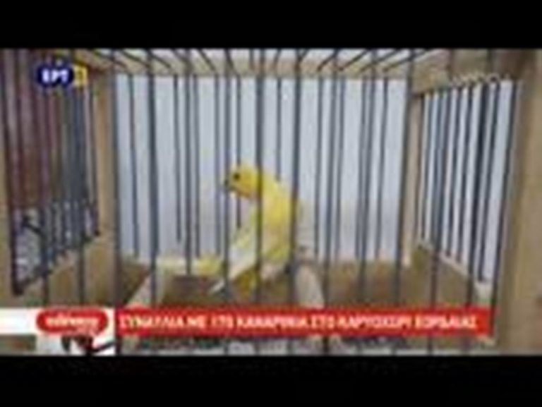 Εορδαία: Διαγωνισμός με 190 καναρίνια