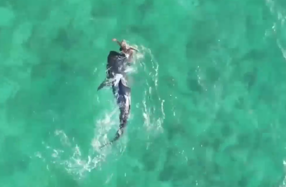 Χελώνα νίκησε καρχαρία – Δείτε το βίντεο