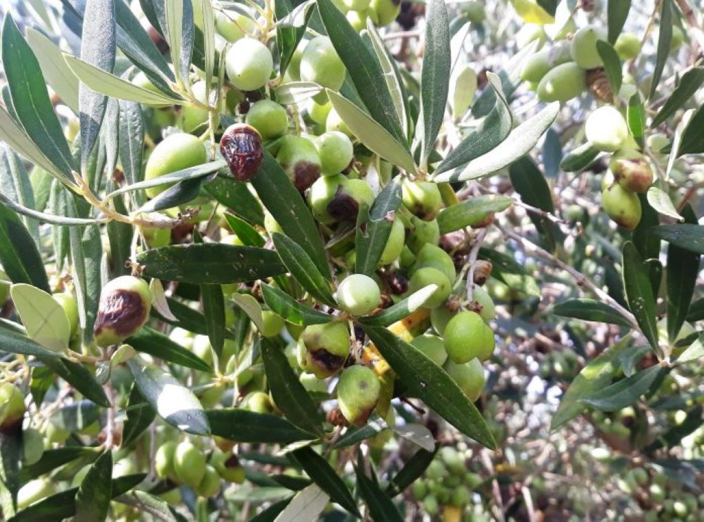 Επιστολή του δημάρχου Μονεμβασίας για το θέμα του γλοιοσπορίου και του δάκου της ελιάς