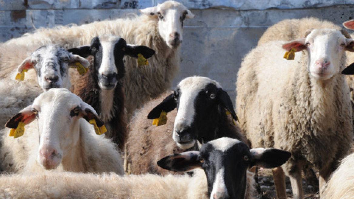 Ηράκλειο: Έκλεψαν τα πρόβατα μέρα μεσημέρι, αλλά δεν πήγαν μακριά – Επ’ αυτοφώρω σύλληψη για τρία άτομα
