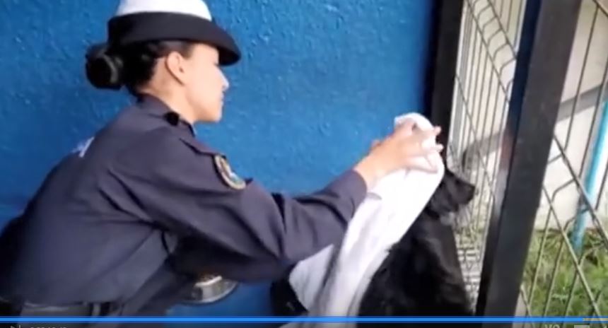 Χιλή: Επιχείρηση απεγκλωβιμσού σκυλίτσας που βρισκόταν παγιδευμένη σε απόκρημνα βράχια