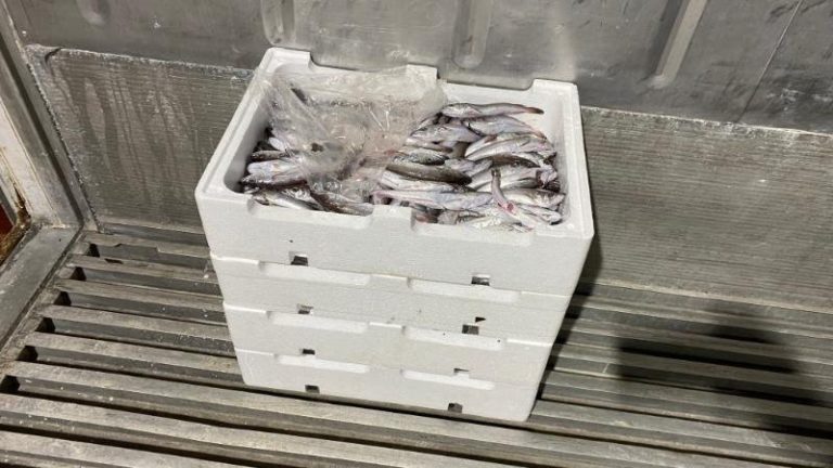 Θεσσαλονίκη: Κατασχέθηκαν 24 κιλά μπακαλιάροι στην ιχθυόσκαλα της Μηχανιώνας