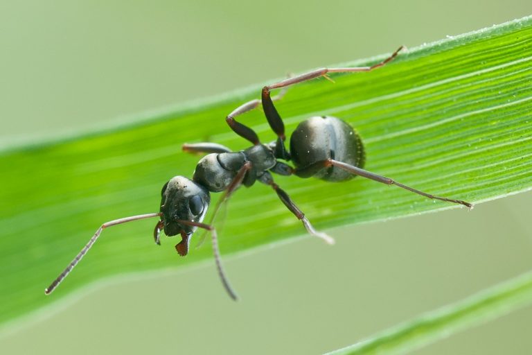 Έρευνα: Τα μυρμήγκια μπορούν να εκπαιδευτούν για να «μυρίζουν» τον καρκίνο στα ούρα